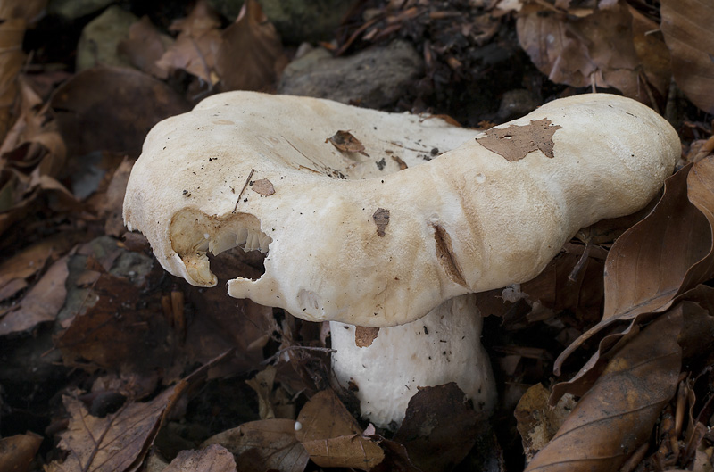 Lactarius vellereus